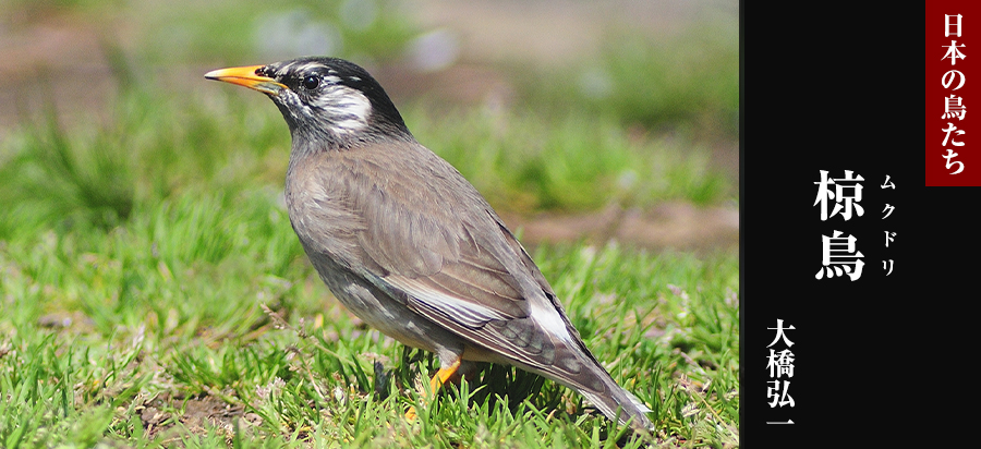 日本の鳥たち