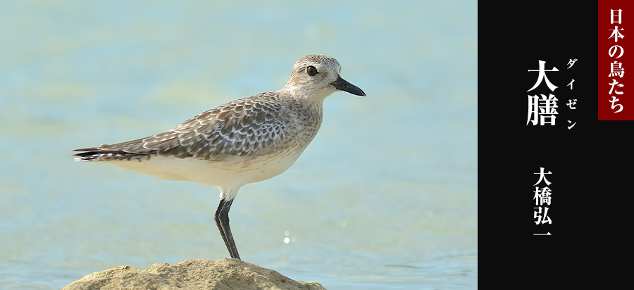 日本の鳥たち