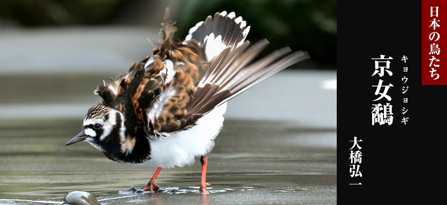 日本の鳥たち