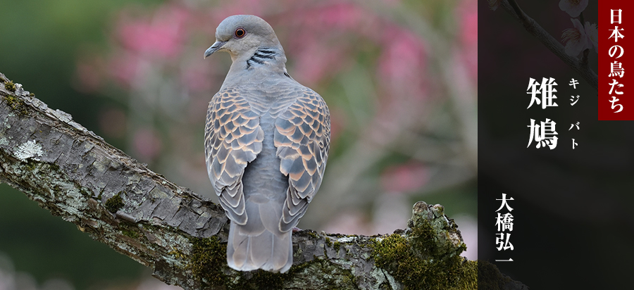 日本の鳥たち