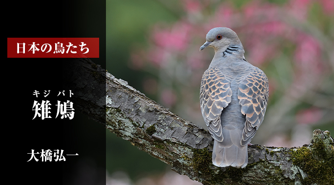 日本の鳥たち