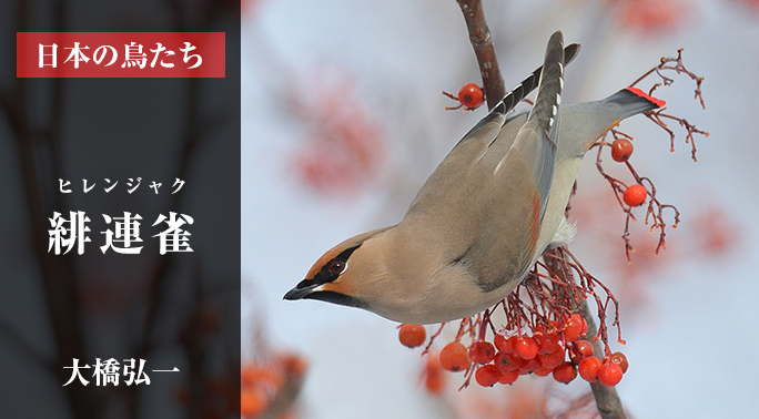 日本の鳥たち