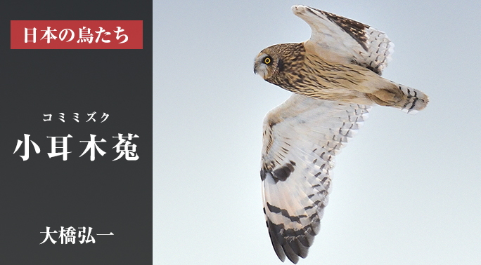 日本の鳥たち