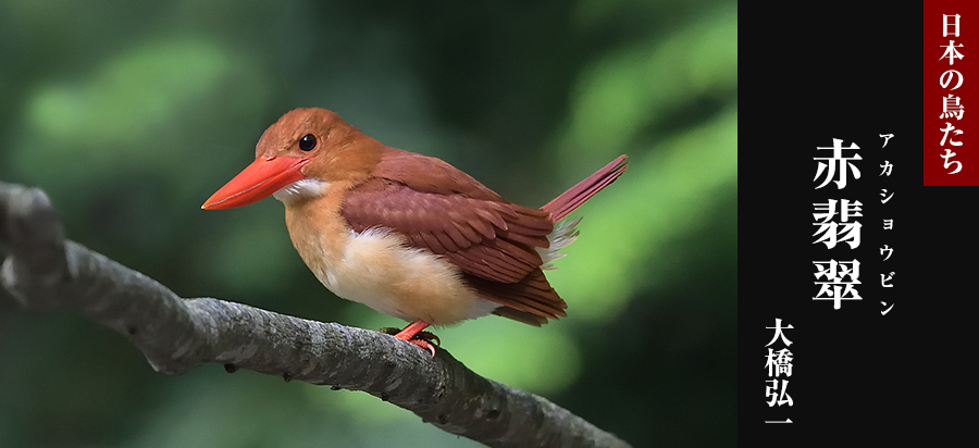 日本の鳥たち