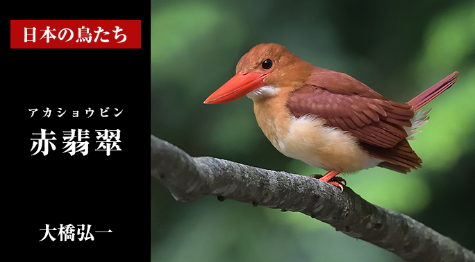 日本の鳥たち