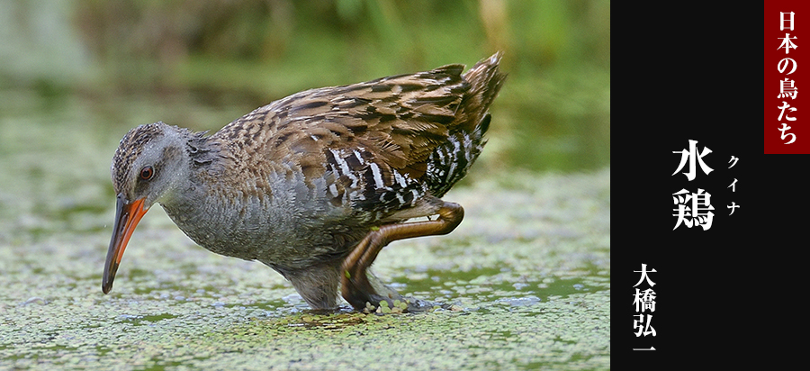 日本の鳥たち