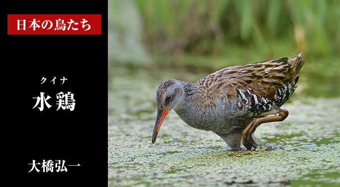 日本の鳥たち