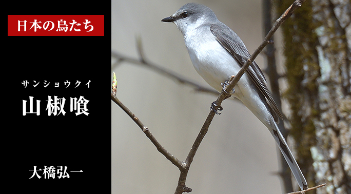 日本の鳥たち