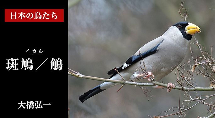 日本の鳥たち