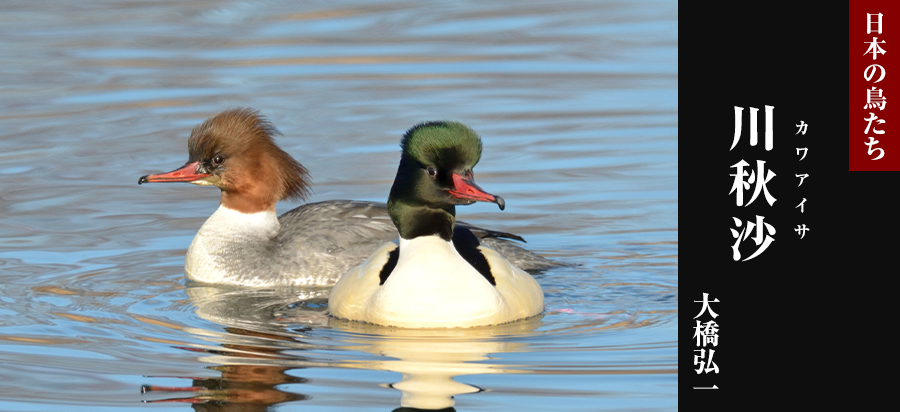 日本の鳥たち