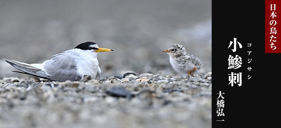 日本の鳥たち