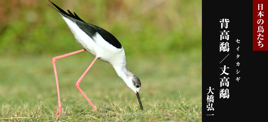 日本の鳥たち