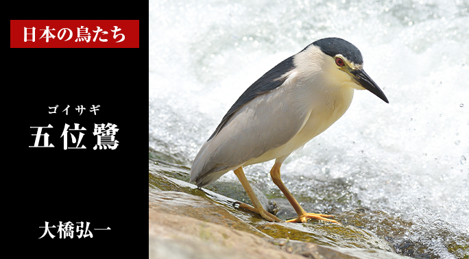 日本の鳥たち