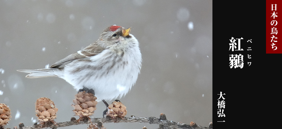 日本の鳥たち