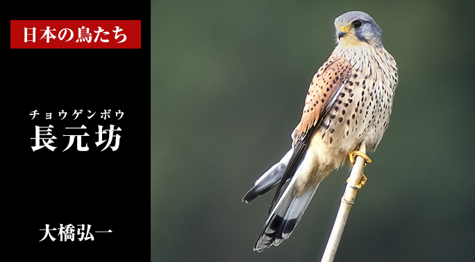 日本の鳥たち