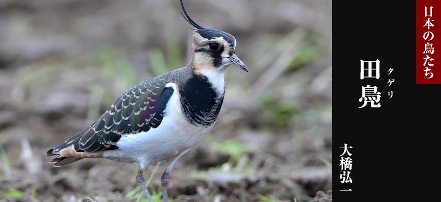 日本の鳥たち