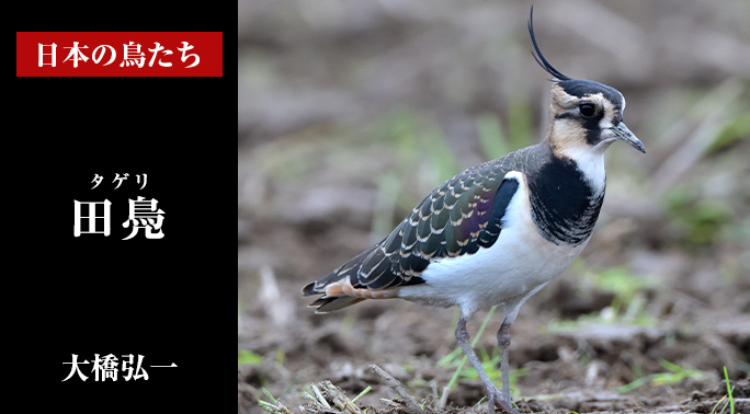 日本の鳥たち