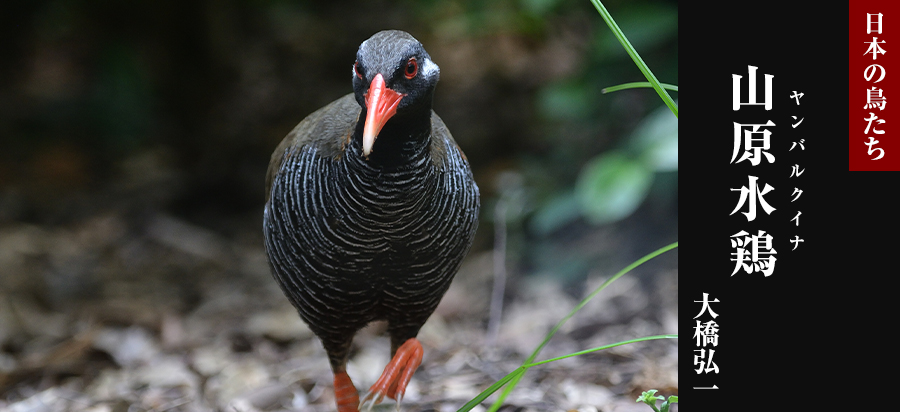 日本の鳥たち