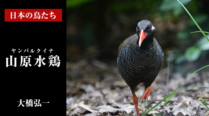 日本の鳥たち