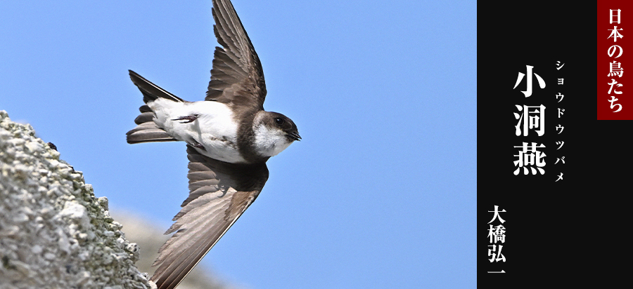 日本の鳥たち