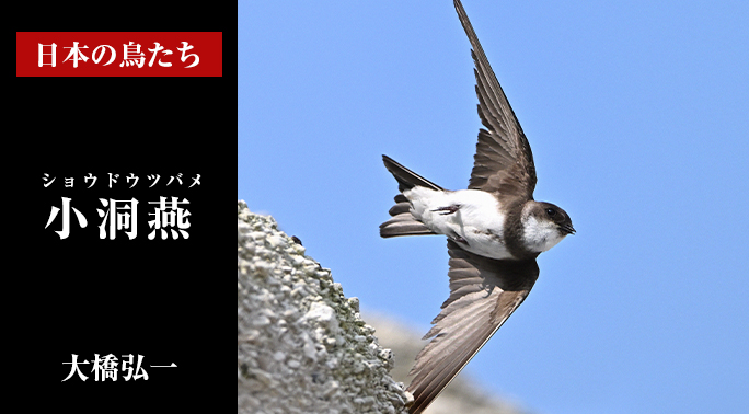日本の鳥たち
