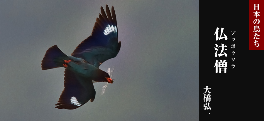 日本の鳥たち