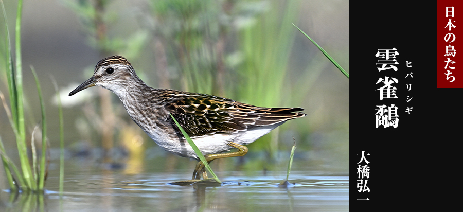 日本の鳥たち