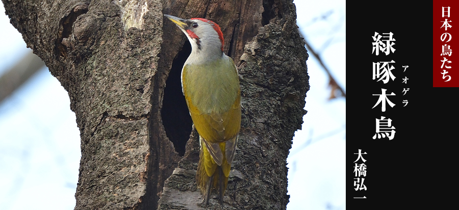 日本の鳥たち