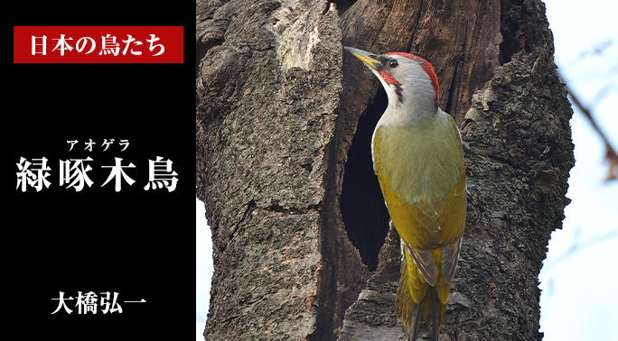 日本の鳥たち