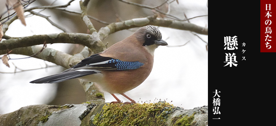 日本の鳥たち