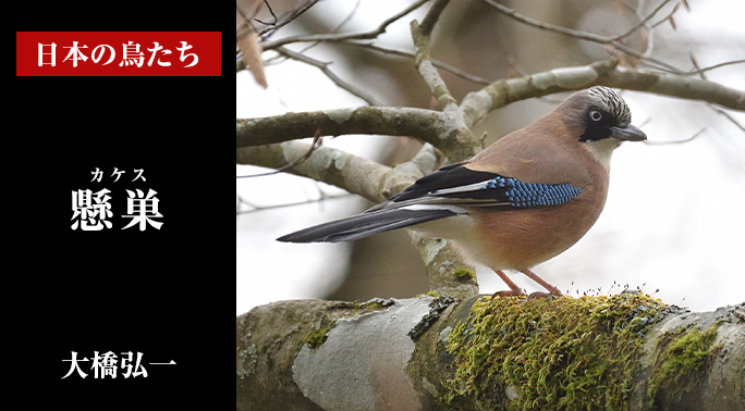 日本の鳥たち