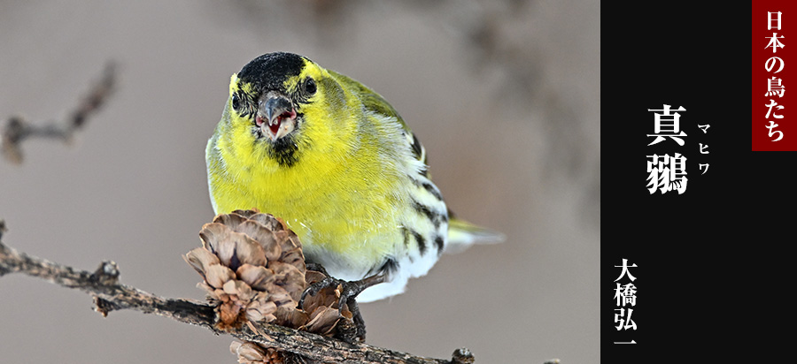 日本の鳥たち