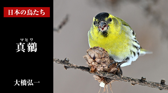 日本の鳥たち
