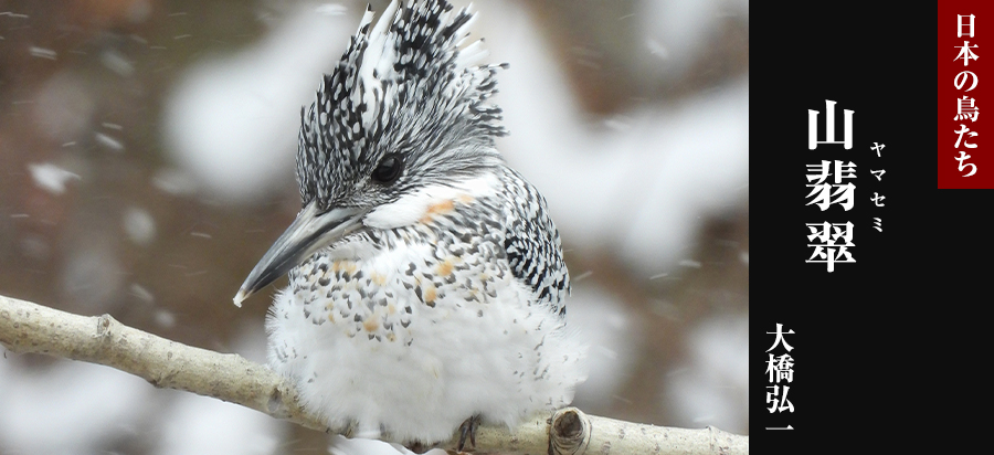 日本の鳥たち
