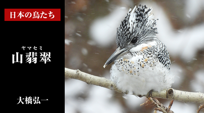 日本の鳥たち