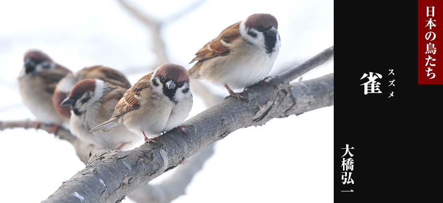 日本の鳥たち