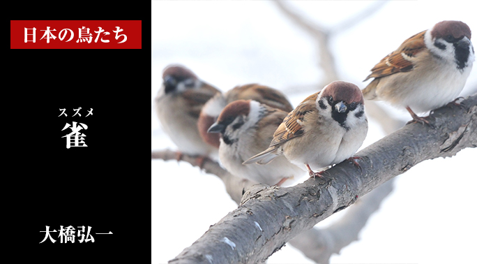 日本の鳥たち