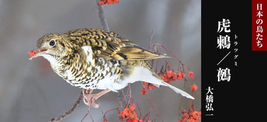 日本の鳥たち