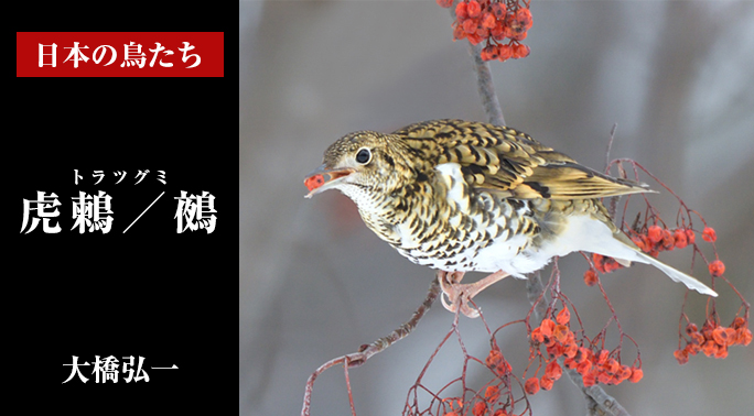 日本の鳥たち