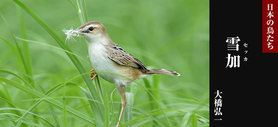 日本の鳥たち