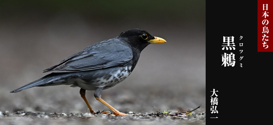 日本の鳥たち