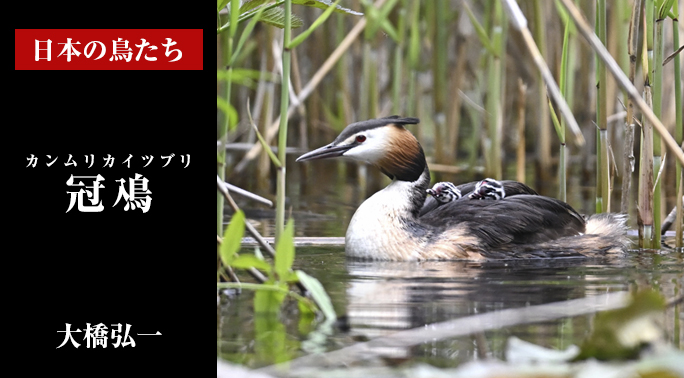 日本の鳥たち