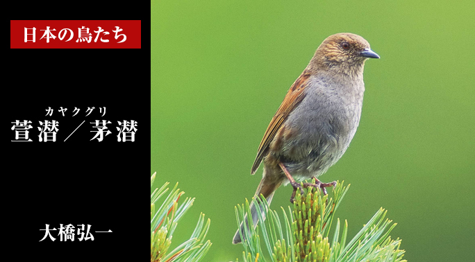 日本の鳥たち
